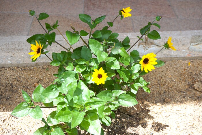 デイケアあがの 花壇